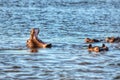 Wild Hippo / Hippopotamus in Africa Royalty Free Stock Photo