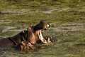 Wild hippo opening its mouth, Kruger, South Africa