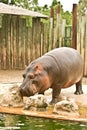 Wild hippo