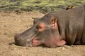 Wild hippo sleeping deeply on the river bank, african savannah, Kruger, South Africa