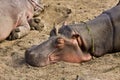 Wild hippo sleeping on the sand, Kruger, South Africa