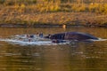 Wild hippo, South Africa Safari wildlife