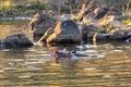 Wild hippo, South Africa Safari wildlife