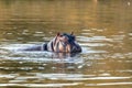 Wild hippo, South Africa Safari wildlife