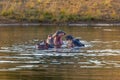 Wild hippo, South Africa Safari wildlife