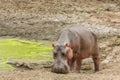 Wild hippo standing in the riverbank, in Kruger park Royalty Free Stock Photo