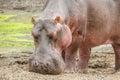 Wild hippo standing in the riverbank, in Kruger park Royalty Free Stock Photo