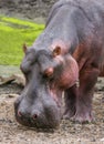 Wild hippo standing in the riverbank, in Kruger park Royalty Free Stock Photo