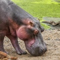 Wild hippo standing in the riverbank, in Kruger park