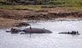 Wild Hippopotamus close ups in Kruger National Park, South Africa