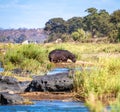 Wild Hippopotamus close ups in Kruger National Park, South Africa