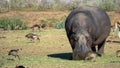 Wild hippopotamus is grazing in namibian savanna