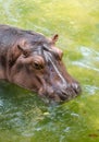 Wild hippopotamus