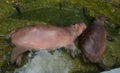 Wild hippopotamus in the water