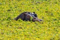 Wild Hippopotamus in a waterhole