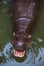 Wild hippopotamus in the water