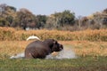 Wild hippopotamus in waterhole, Mahango game park