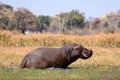 Wild hippopotamus in waterhole, Mahango game park