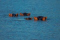 Wild Hippopotamus in a waterhole