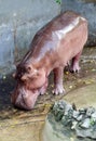 Wild hippopotamus in zoo