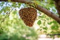 wild hive hanging from tree branch with bees