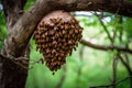 wild hive hanging from tree branch with bees