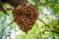 wild hive hanging from tree branch with bees