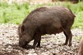 Wild hog