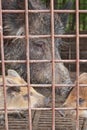 Wild hog in cage