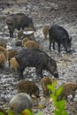 Wild hog female and piglets in the mud