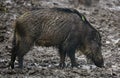 Wild hog female and piglets in the mud Royalty Free Stock Photo