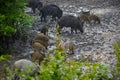 Wild hog female and piglets in the mud Royalty Free Stock Photo