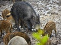 Wild hog female and piglets in the mud Royalty Free Stock Photo