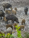 Wild hog female and piglets in the mud Royalty Free Stock Photo