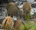 Wild hog female and piglets in the mud Royalty Free Stock Photo