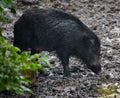 Wild hog female and piglets in the mud