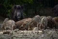 Wild hog herd in the forest Royalty Free Stock Photo