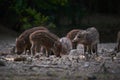 Wild hog herd in the forest Royalty Free Stock Photo