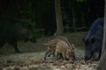 Wild hog herd in the forest Royalty Free Stock Photo