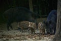Wild hog herd in the forest Royalty Free Stock Photo
