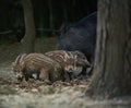 Wild hog herd in the forest Royalty Free Stock Photo