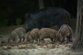 Wild hog herd in the forest Royalty Free Stock Photo