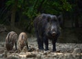Wild hog herd in the forest Royalty Free Stock Photo