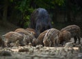 Wild hog herd in the forest Royalty Free Stock Photo