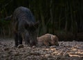 Wild hog herd in the forest Royalty Free Stock Photo