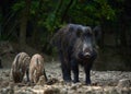 Wild hog herd in the forest Royalty Free Stock Photo