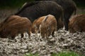 Wild hogs (feral pigs) in rain