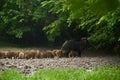 Wild hogs (feral pigs) in rain