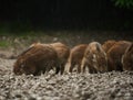 Wild hogs (feral pigs) in rain