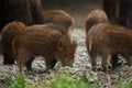 Wild hogs (feral pigs) in rain